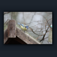 Garten 046.jpg