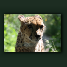 Zoo063.jpg